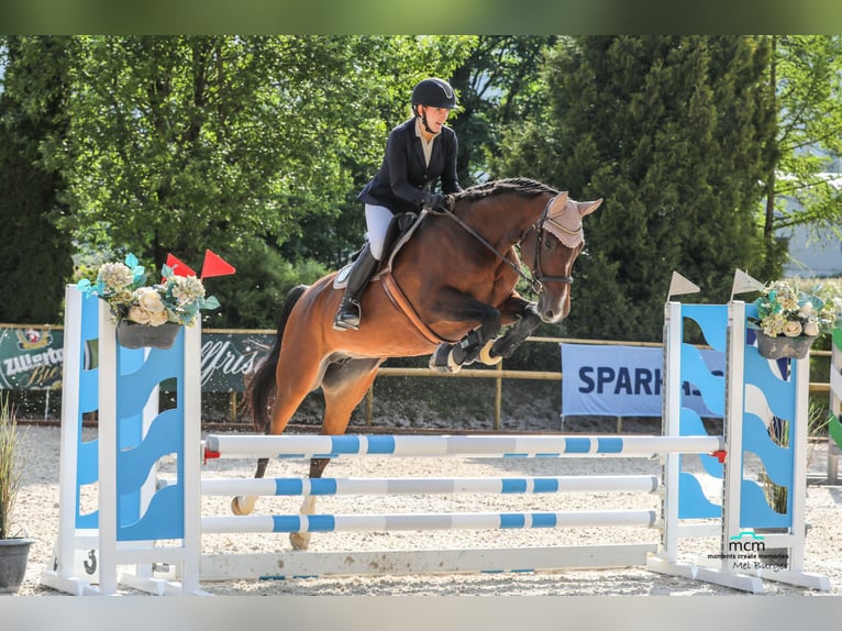 Erfahrene Reiterin sucht: Reitbeteiligung, Pferd zur Verfügung/Teilverfügung