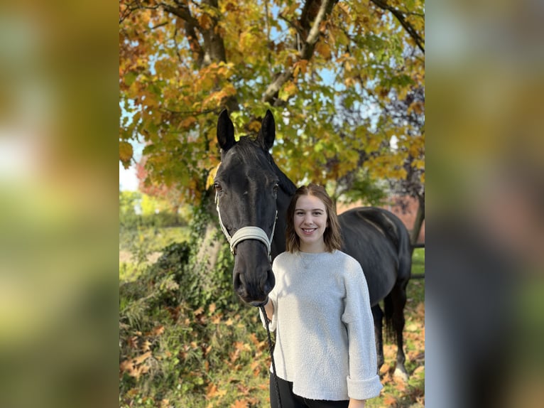 Erfahrene Reiterin sucht Reitbeteiligung im Raum Hilden/Wuppertal