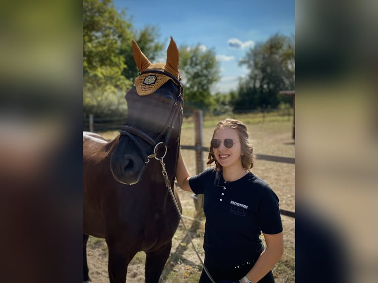 Erfahrene Reiterin sucht Reitbeteiligung im Raum Hilden/Wuppertal