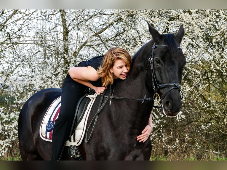Erfahrene Reiterin sucht Reitbeteiligung im Raum Hilden/Wuppertal