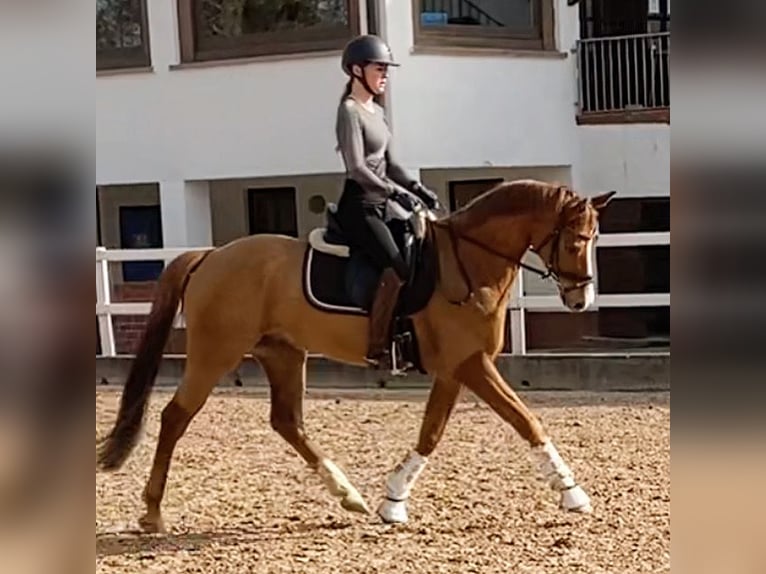 Erfahrene Reiterin sucht Reitbeteiligung in Hamburg Nord nach Umzug