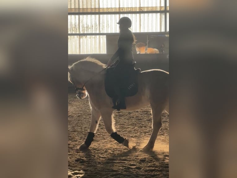 Erfahrene Reiterin sucht Reitbeteiligung (RsP)