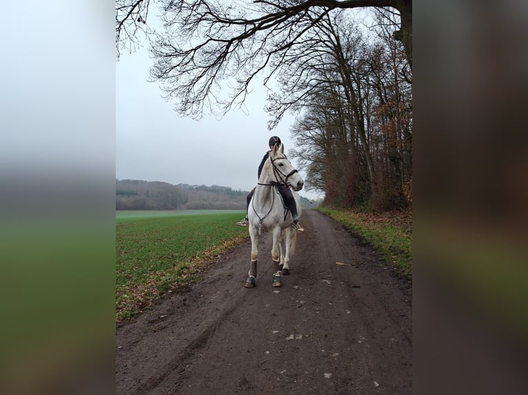 Erfahrene Reiterin sucht Reitbeteiligung