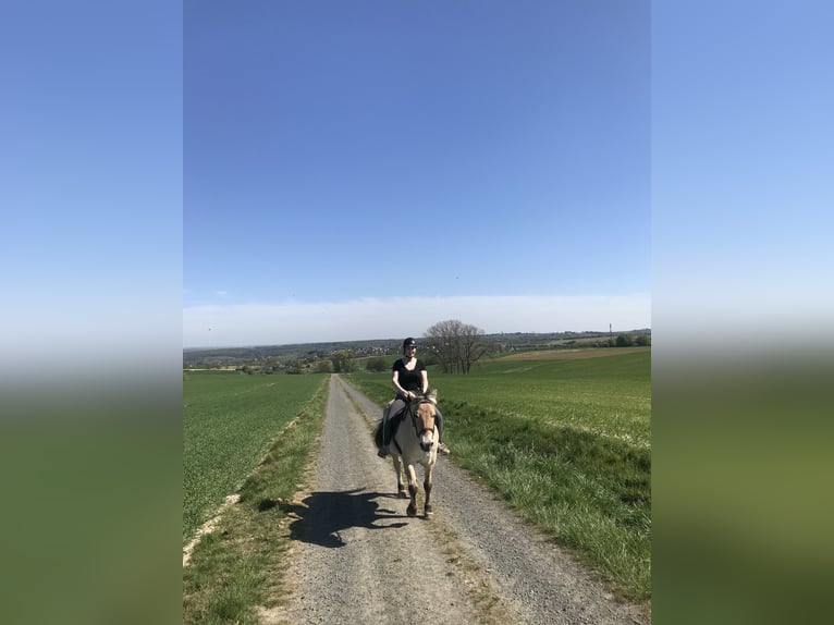 Erfahrene Reiterin Sucht Reitbeteiligung