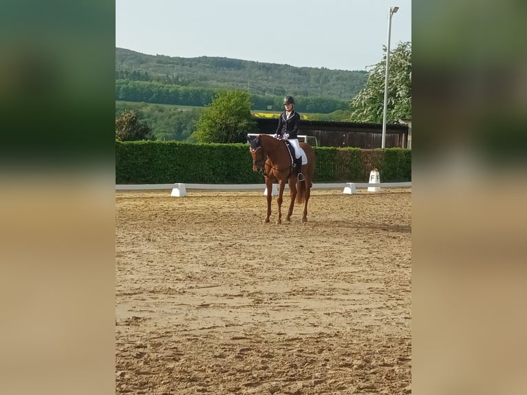 Erfahrene Reiterin sucht Reitbeteiligung