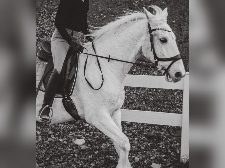 Erfahrene Reiterin sucht Reitbeteiligung