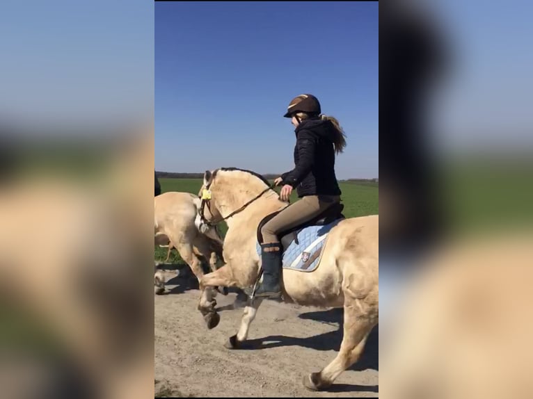 Erfahrene Reiterin Sucht Reitbeteiligung