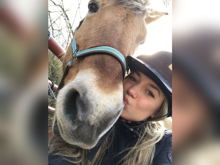 Erfahrene Reiterin Sucht Reitbeteiligung