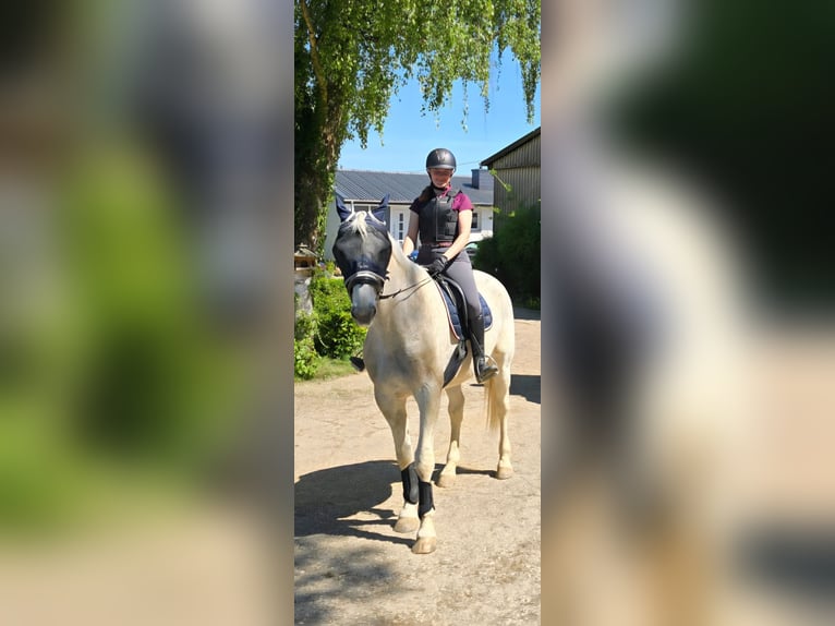 Erfahrene Reiterin sucht Reitbeteiligung