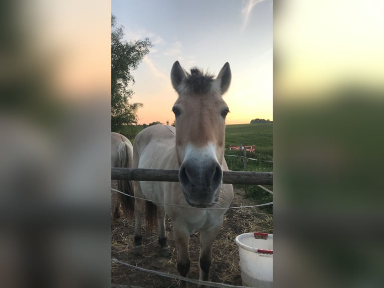 Erfahrene Reiterin Sucht Reitbeteiligung