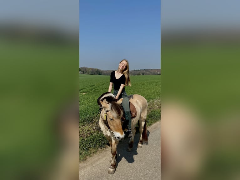 Erfahrene Reiterin Sucht Reitbeteiligung