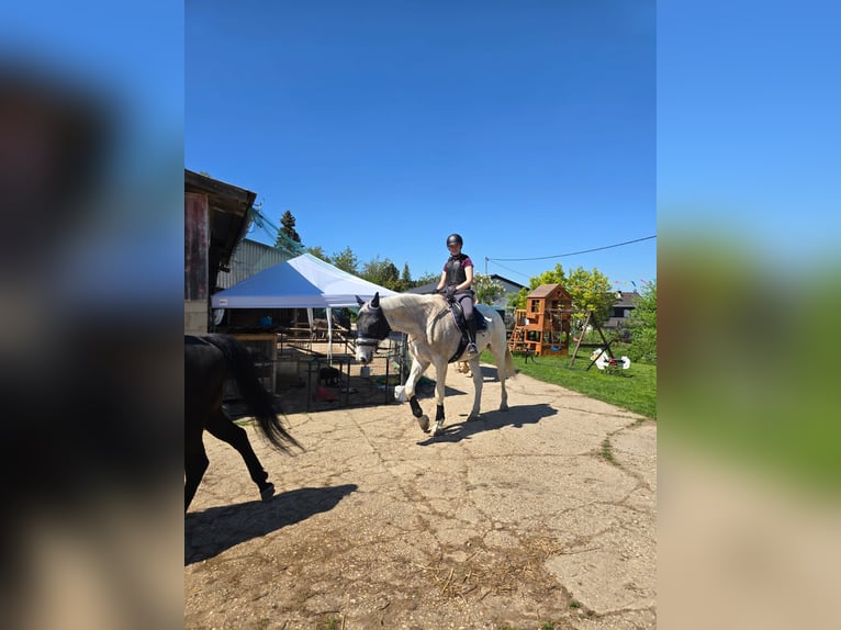 Erfahrene Reiterin sucht Reitbeteiligung