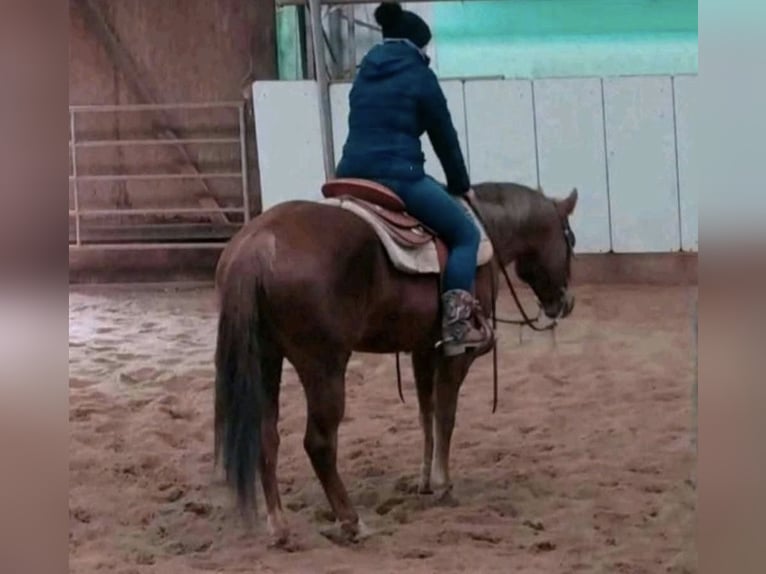 Erfahrene Westernreiterin sucht Reitbeteiligung