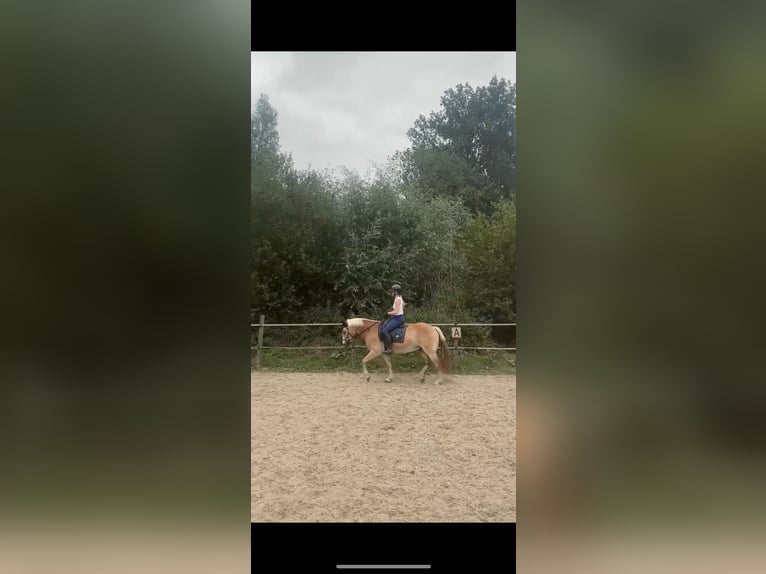 Ervaren ruiter aangeboden