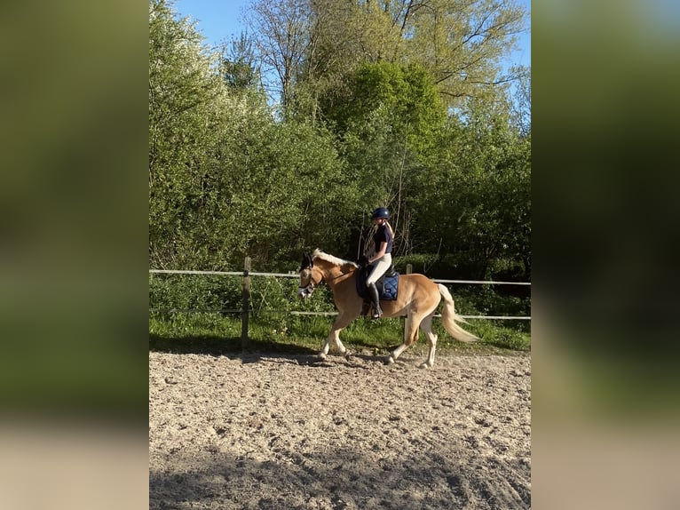 Ervaren ruiter aangeboden