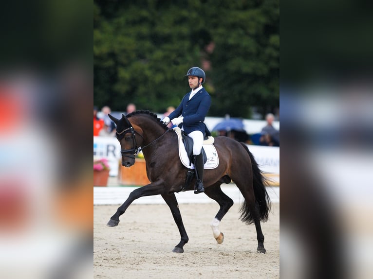 ESCAMILLO Rheinländer Stallone Baio scuro in Steinfeld (Oldenburg)