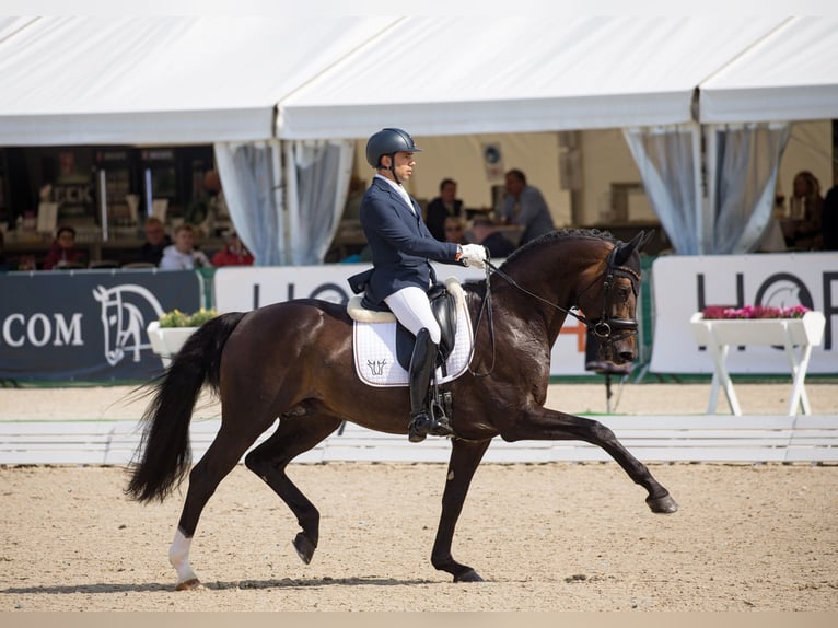 ESCAMILLO Rhinelander Stallion in Steinfeld (Oldenburg)