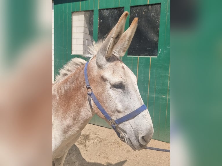 Esel Hengst 11 Jahre 137 cm Fuchs in Euskirchen