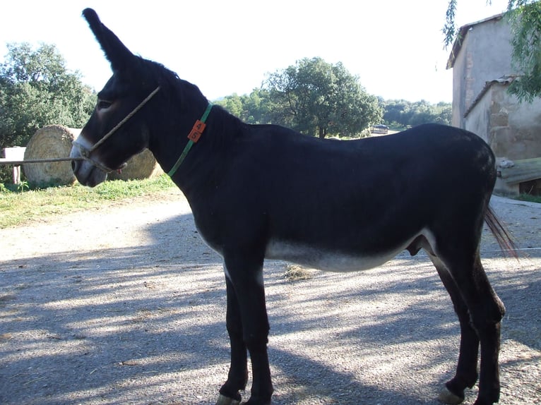 Esel Hengst 12 Jahre 140 cm Rappe in BERGA, BARCELONA
