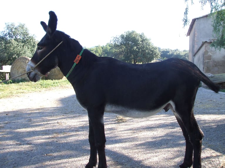 Esel Hengst 12 Jahre 140 cm Rappe in BERGA, BARCELONA