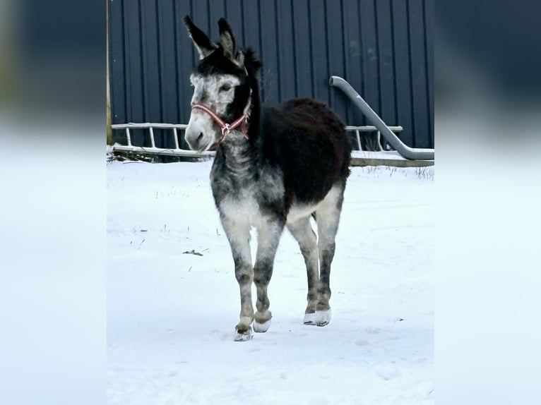 Esel Hengst 15 Jahre Dunkelbrauner in Wimbach