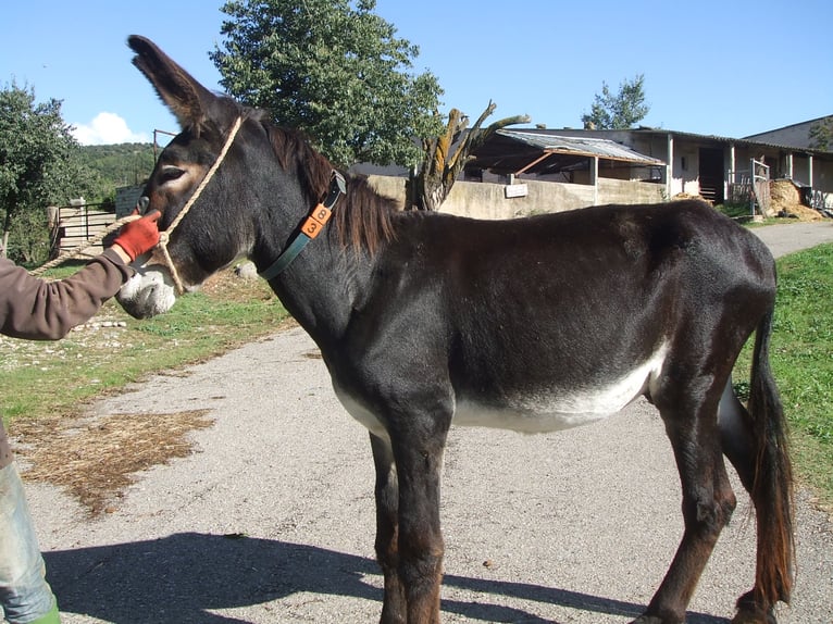 Esel Hengst 18 Jahre 146 cm Rappe in BERGA, BARCELONA