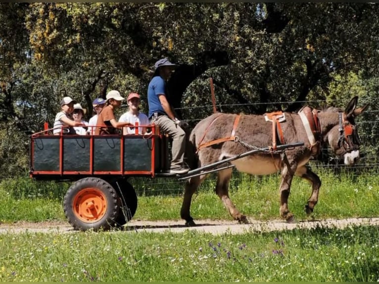 Esel Hengst 1 Jahr 122 cm Kann Schimmel werden in Cardeña, Córdoba