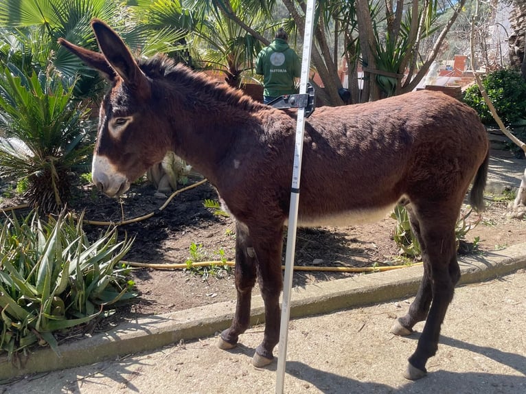 Esel Hengst 1 Jahr 130 cm Rappe in Berga, Barcelona