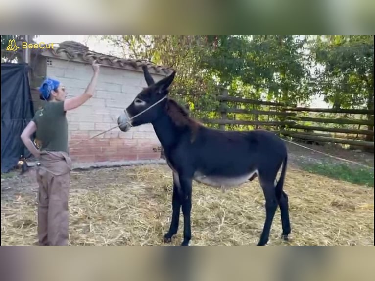 Esel Hengst 1 Jahr 132 cm Rappe in berga, barcelona