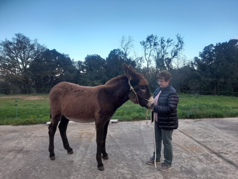 Esel Hengst 1 Jahr 148 cm Rappe in Calabuig