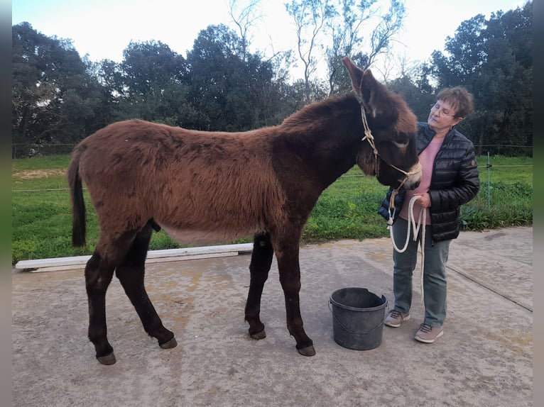 Esel Hengst 1 Jahr 148 cm Rappe in Calabuig
