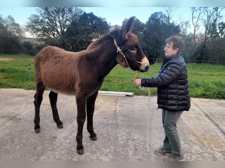 Esel Hengst 1 Jahr 148 cm Rappe in Calabuig