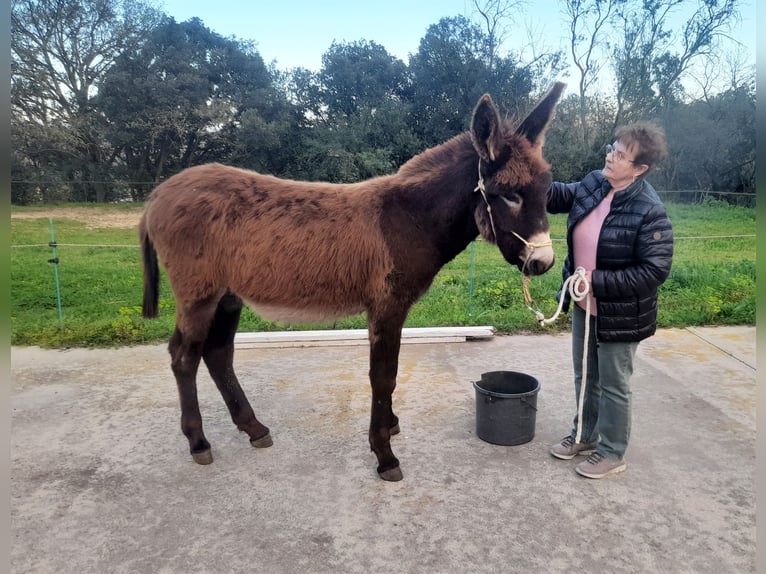 Esel Hengst 1 Jahr 148 cm Rappe in Calabuig
