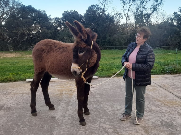 Esel Hengst 1 Jahr 148 cm Rappe in Calabuig