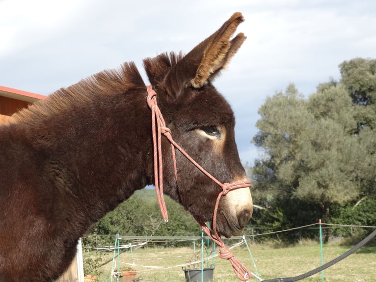 Esel Hengst 1 Jahr 150 cm Rappe in Calabuig