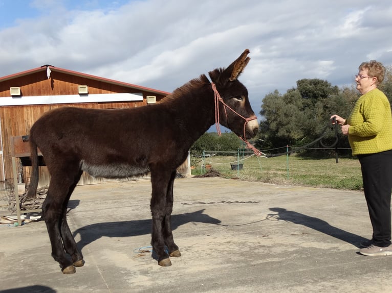 Esel Hengst 1 Jahr 150 cm Rappe in Calabuig