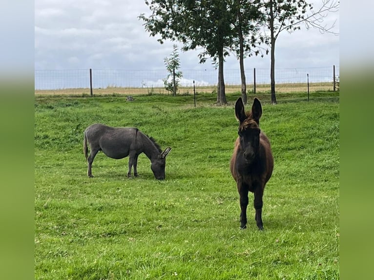 Esel Hengst 1 Jahr 75 cm Schwarzbrauner in Gahlenz
