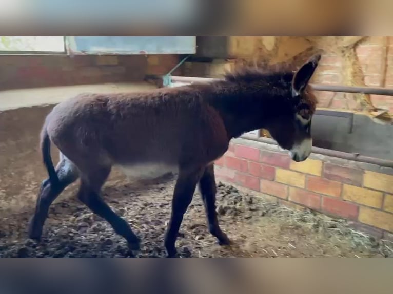 Esel Hengst 1 Jahr Rappe in berga, barcelona
