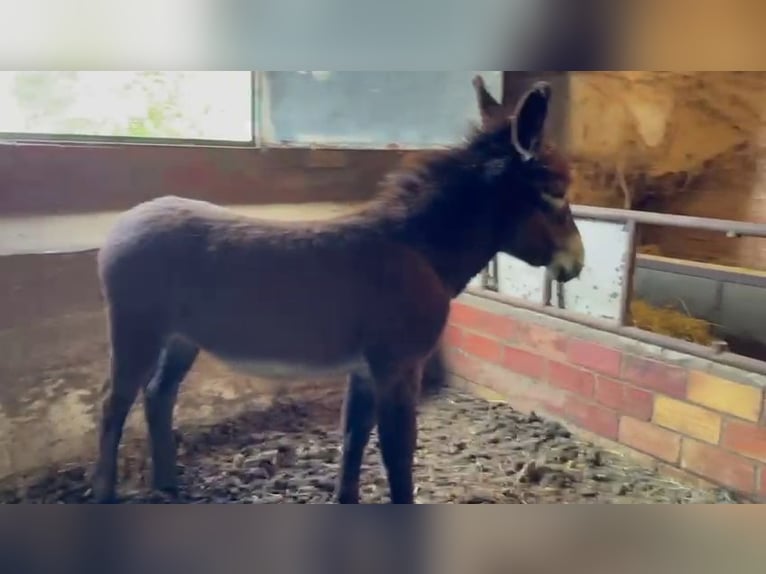 Esel Hengst 1 Jahr Rappe in berga, barcelona
