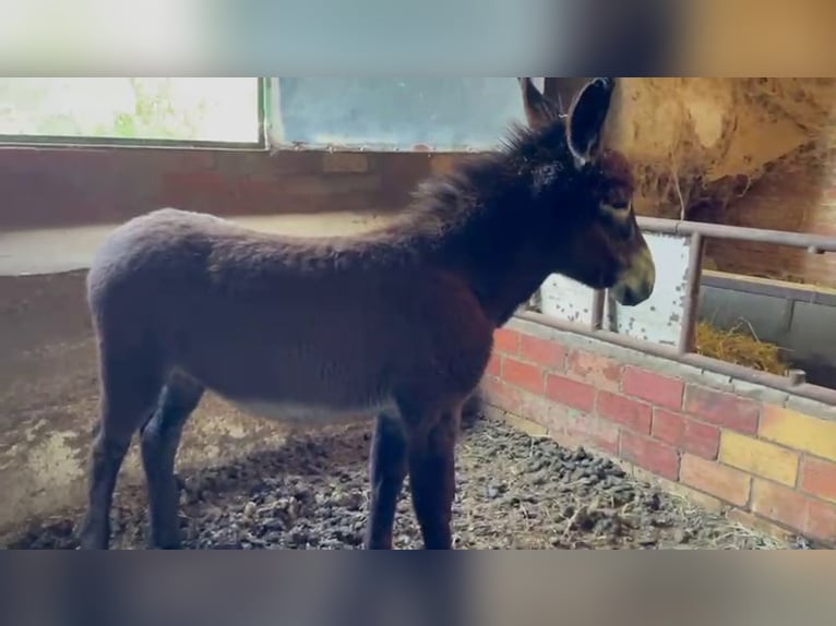 Esel Hengst 1 Jahr Rappe in berga, barcelona