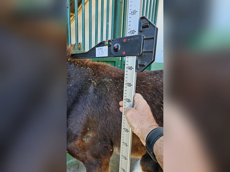 Esel Hengst 2 Jahre 144 cm Rappe in Berga, Barcelona