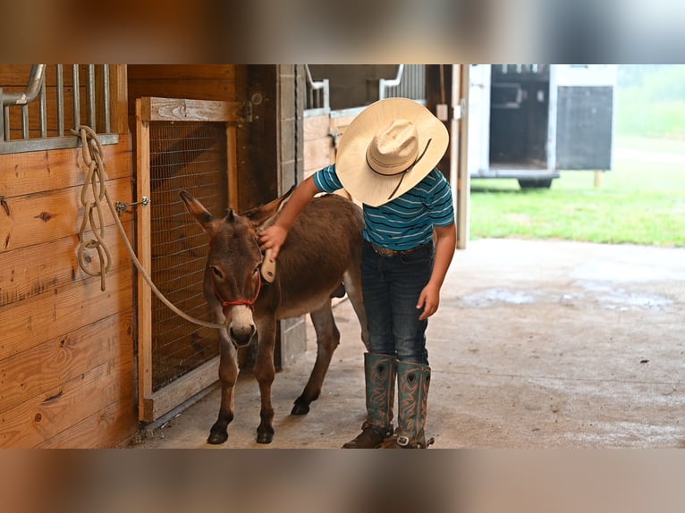 Esel Hengst 2 Jahre 89 cm Schimmel in Fresno