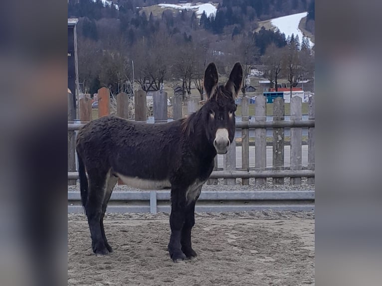 Esel Hengst 3 Jahre 145 cm Schwarzbrauner in Garmisch-Partenkirchen