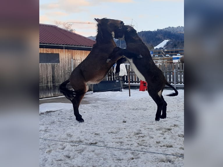 Esel Hengst 3 Jahre 145 cm Schwarzbrauner in Garmisch-Partenkirchen