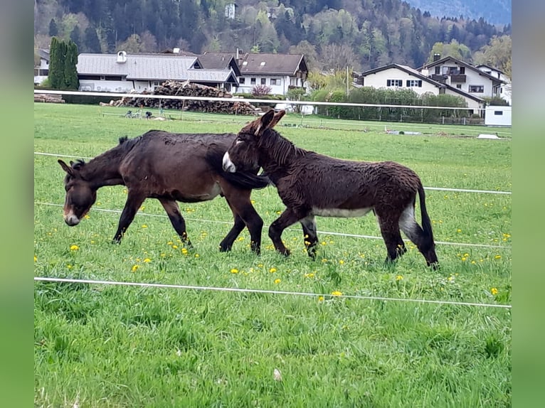 Esel Hengst 3 Jahre 145 cm Schwarzbrauner in Garmisch-Partenkirchen