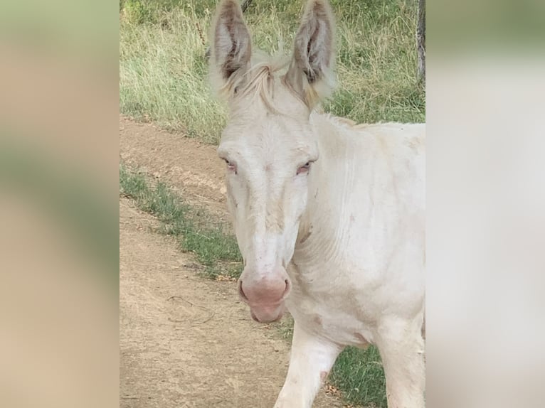 Esel Hengst 4 Jahre 125 cm Cremello in Salomvar