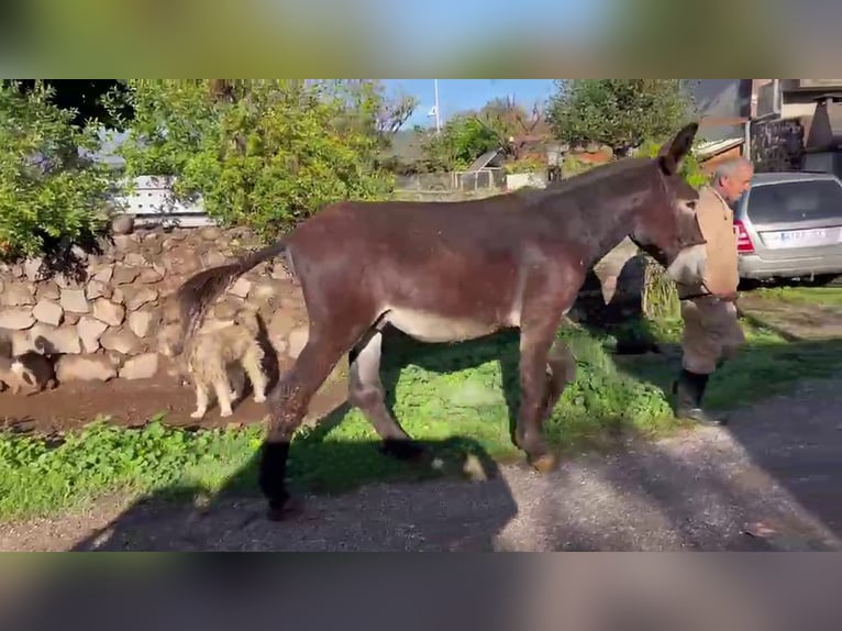 Esel Hengst 4 Jahre 155 cm Rappe in Berga, Barcelona