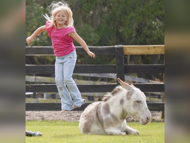 Esel Hengst 5 Jahre 99 cm Schecke in Ocala