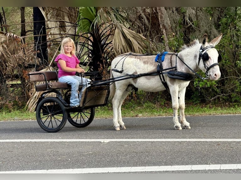Esel Hengst 5 Jahre 99 cm Schecke in Ocala
