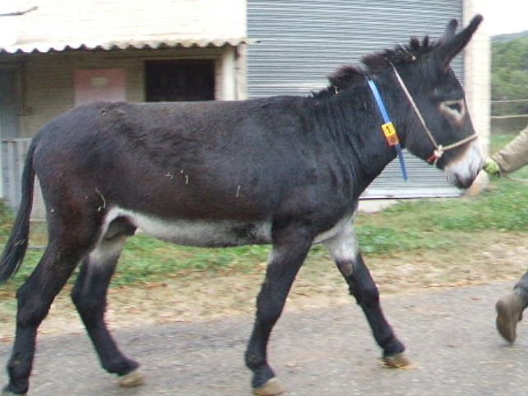 Esel Hengst 6 Jahre 152 cm Rappe in BERGA, BARCELONA
